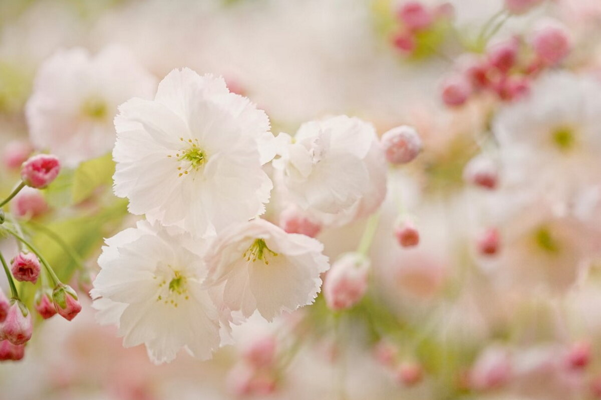 Pretty blossom