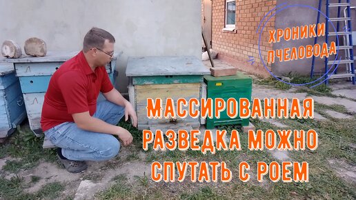 Массированная разведка пчел