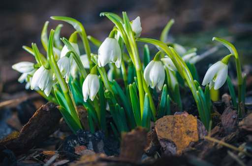 Вылезли из прошлогодних листьев, как ни в чём не бывало / Фотография с официального сайта Ботанического сада Петра Великого