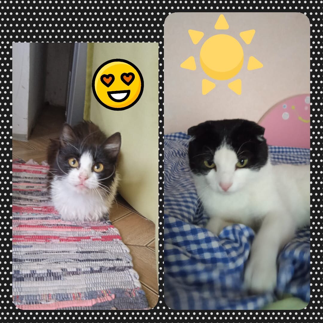 Дочь даже коллаж сделала. Тут Мурка после купания и такая маленькая. 