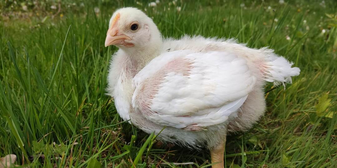 Бройлеры за 2 месяца. Как есть домашнее мясо круглый год, даже если вы сезонный дачник