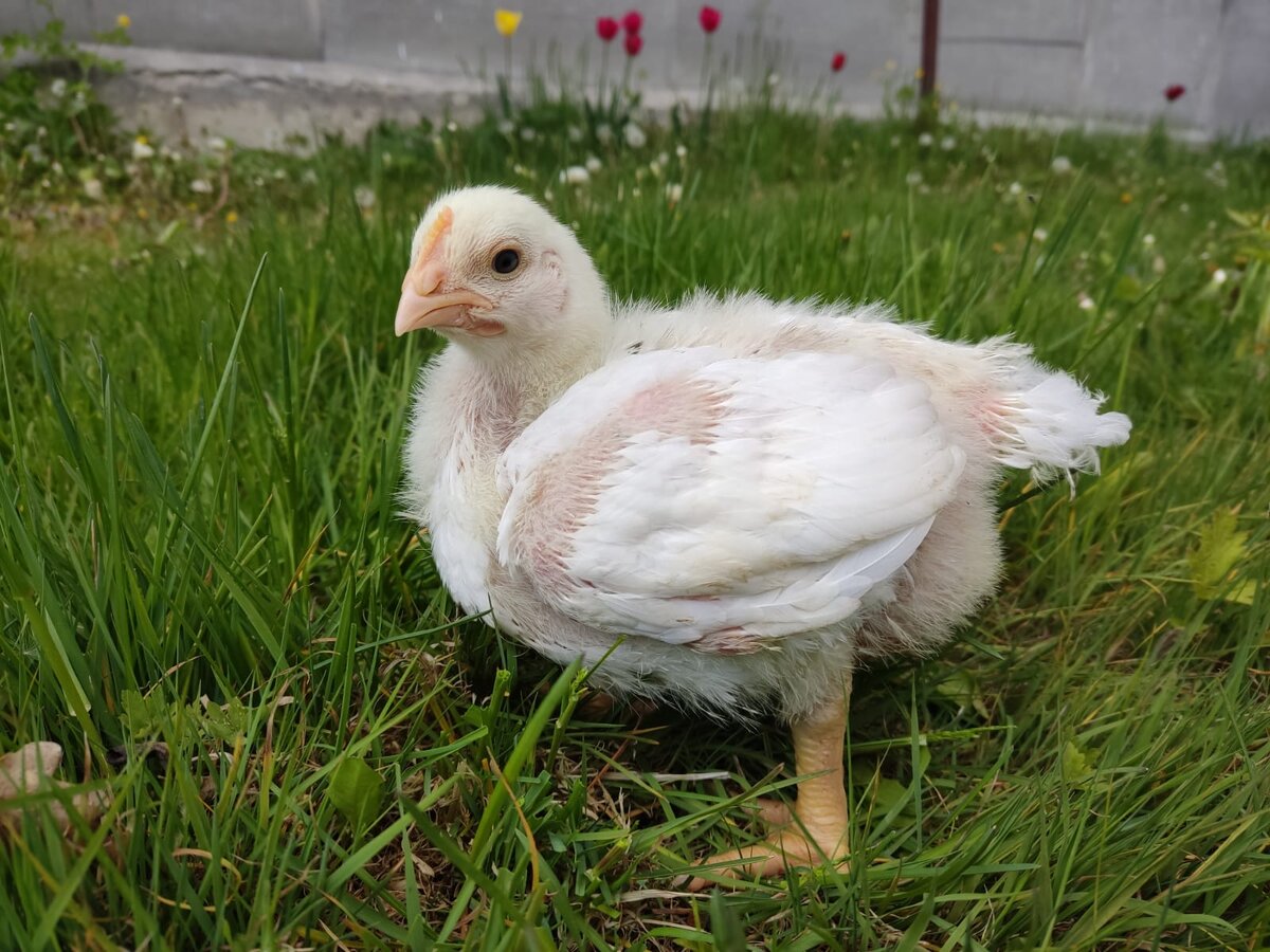 Бройлер, возраст 25 дней