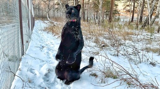 Последний снег в деревне у пантеры Луны😸