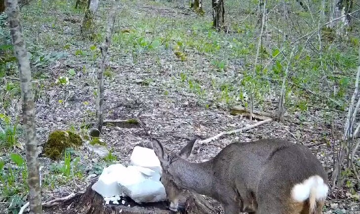 Фото «Краснодаркрайохота»