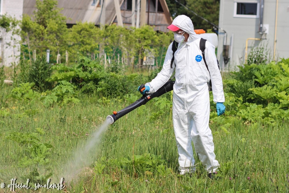    Против опасного растения применяют химию.