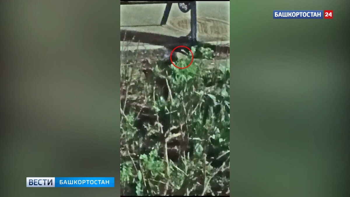    Жители пятиэтажки в уфимской Черниковке пожаловались на полчища крыс в подъезде