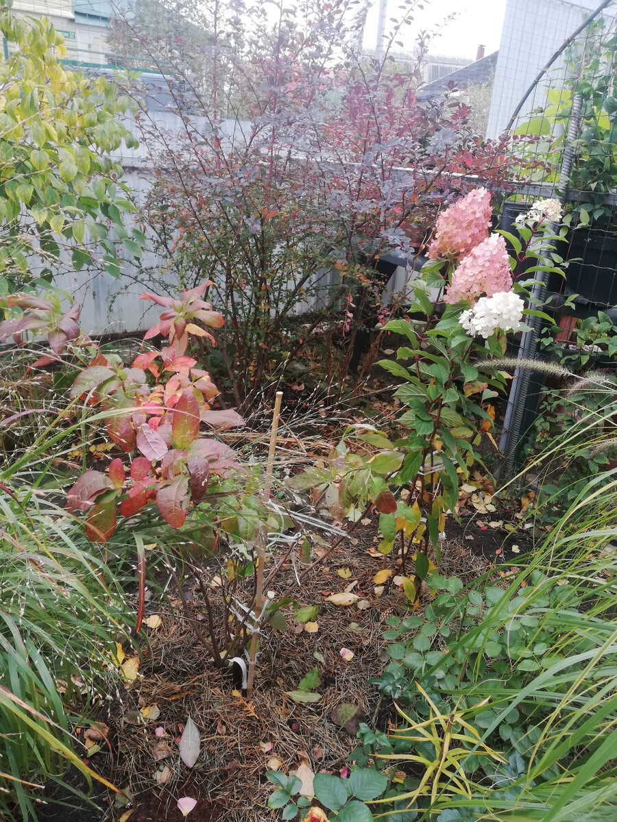 Свежепосаженные: взрослый листопадный рододендрон "Мандарин Лайтс" из большого контейнера и гортензия "Ванилла Фрайз". Помимо подготовки большой ямы, рододендрон пришлось отделять от растущего слева проса бордюрной лентой. 