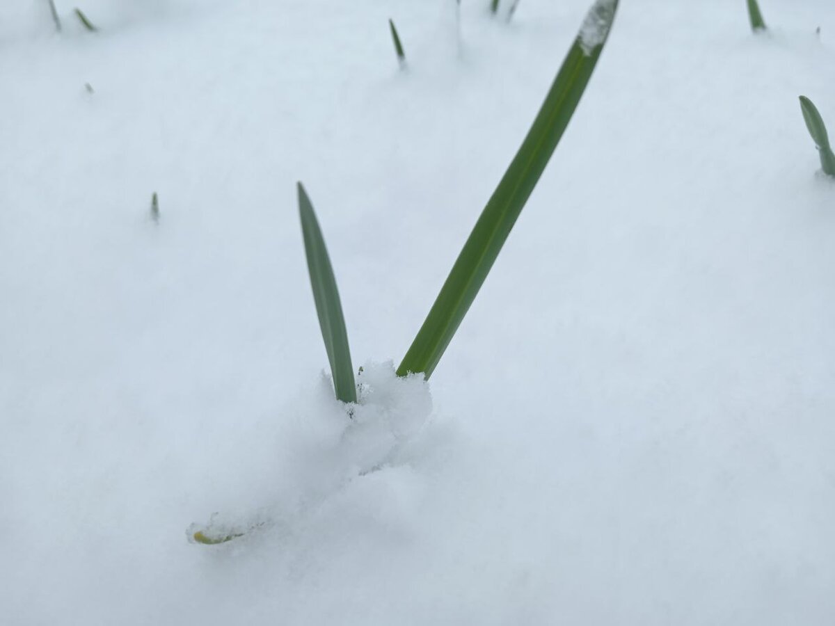 Вот такой слой снега.