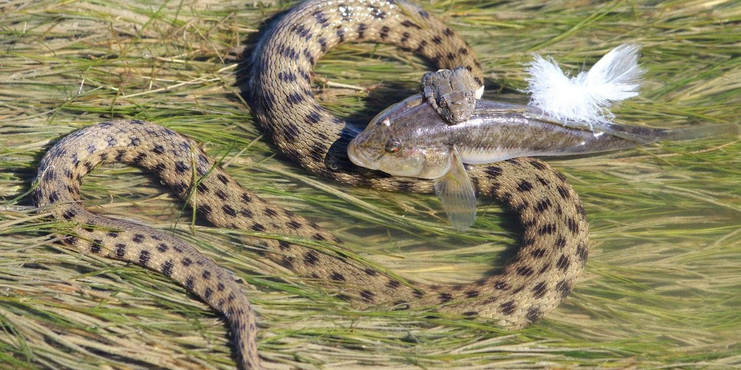 Водяной уж: Её называют самой токсичной змеёй России, но вы убиваете эту рептилию зря!