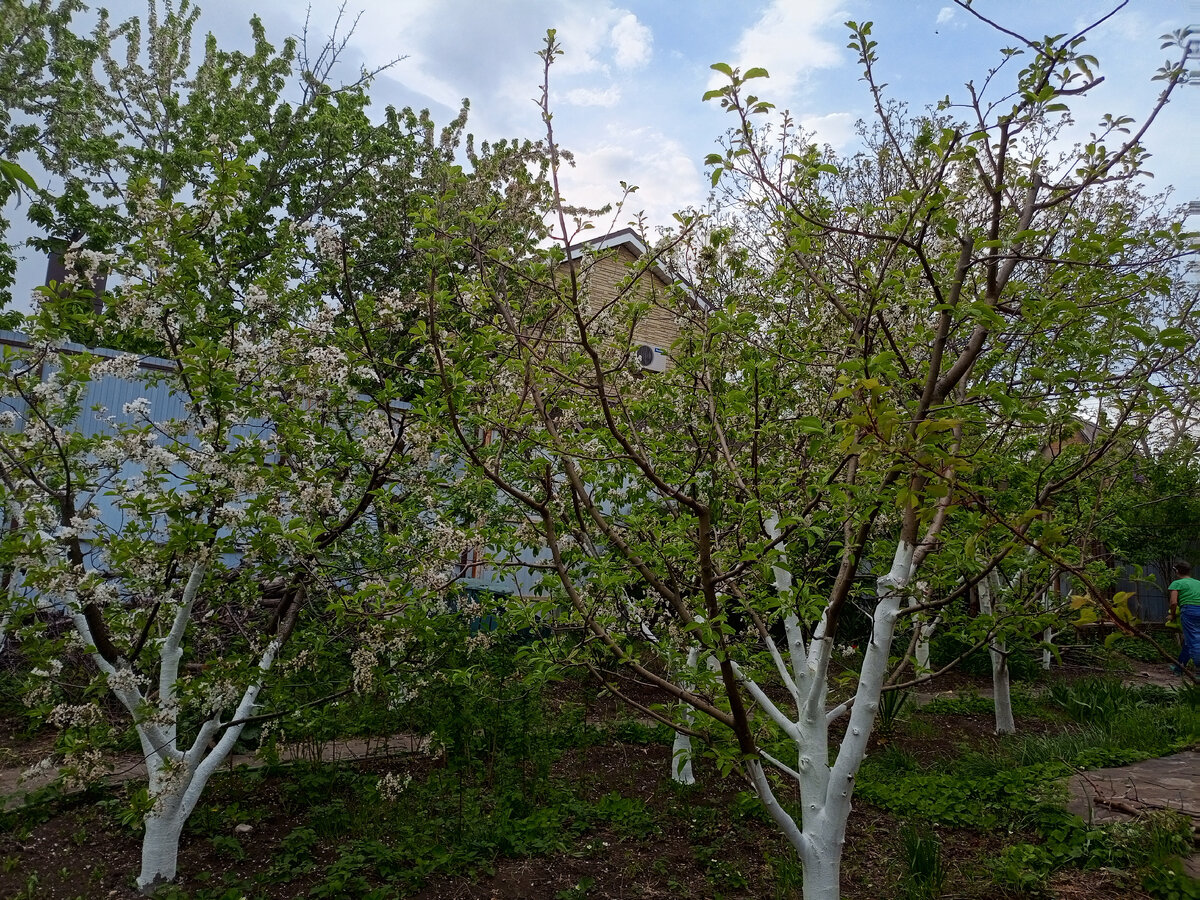 Под деревьями можно было бы посадить, но побоялись, что грядку затопчат.