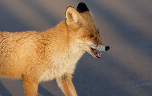 Подозрительная лиса