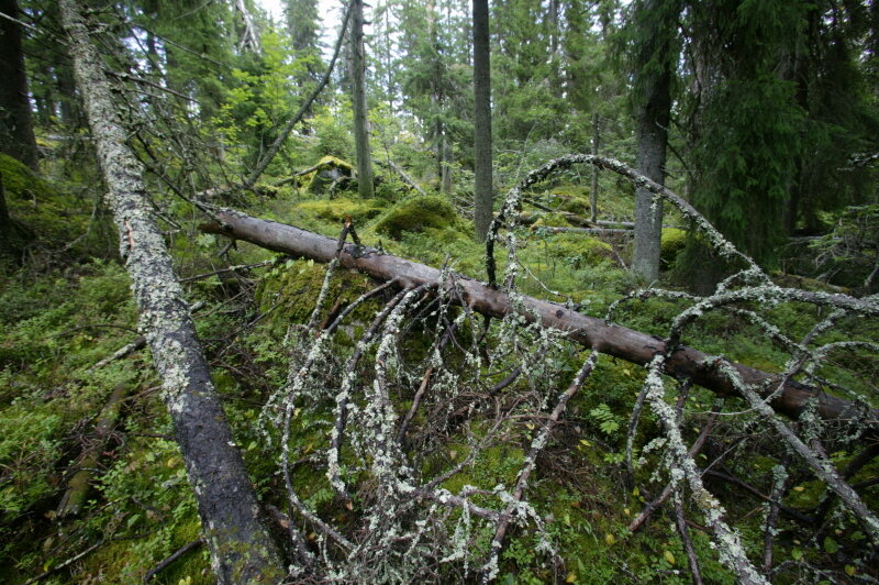    фото: © Andrei Kamenev/globallookpress