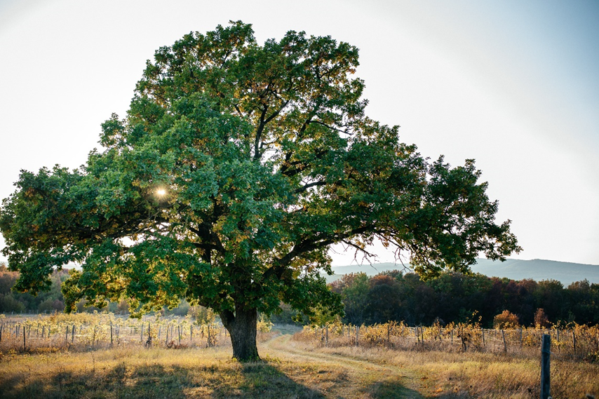 Le Chene Royal (Королевский дуб)- символ винодельни CHÂTEAU LE GRAND VOSTOCK 