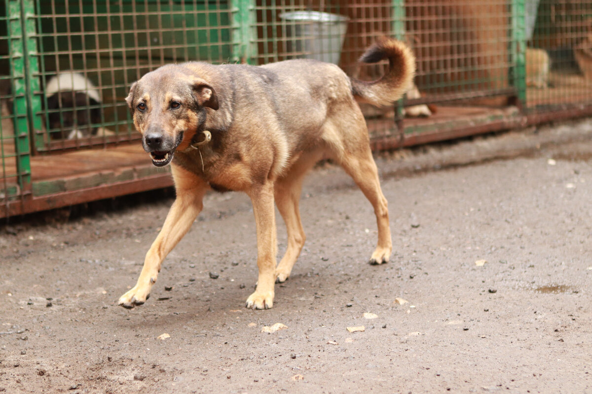 Собаки к счастью не знают таких слов, как неликвид