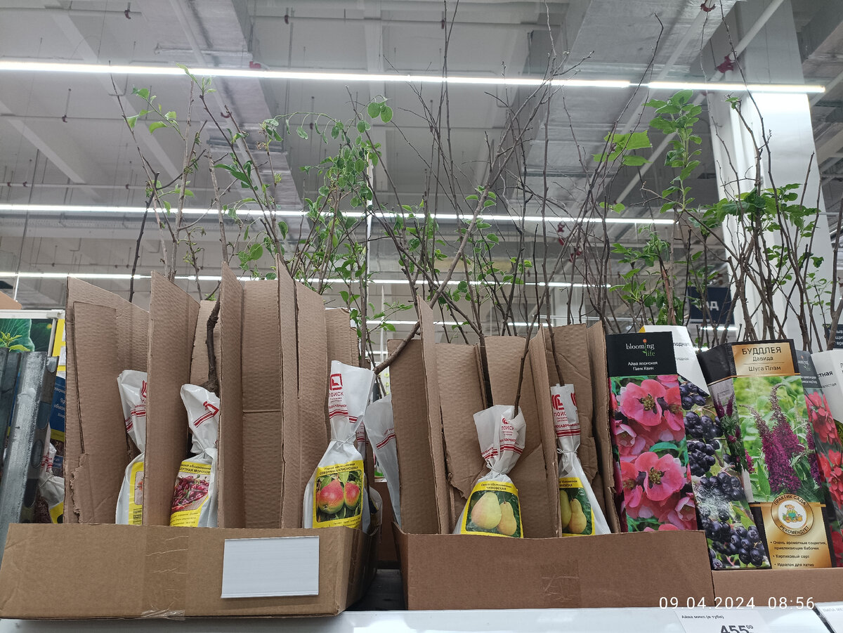 Плодовые деревья уже все с листьями