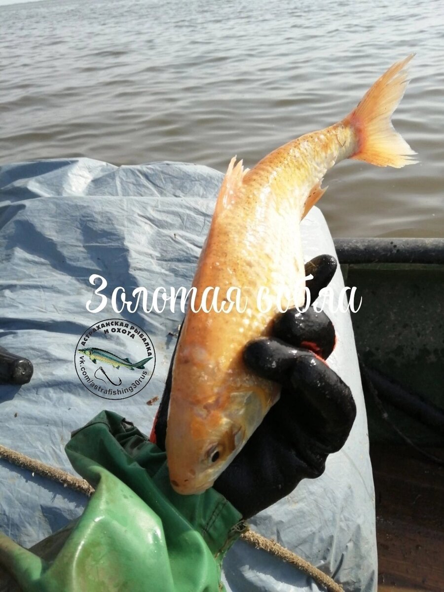 Фото: Астраханская рыбалка и охота