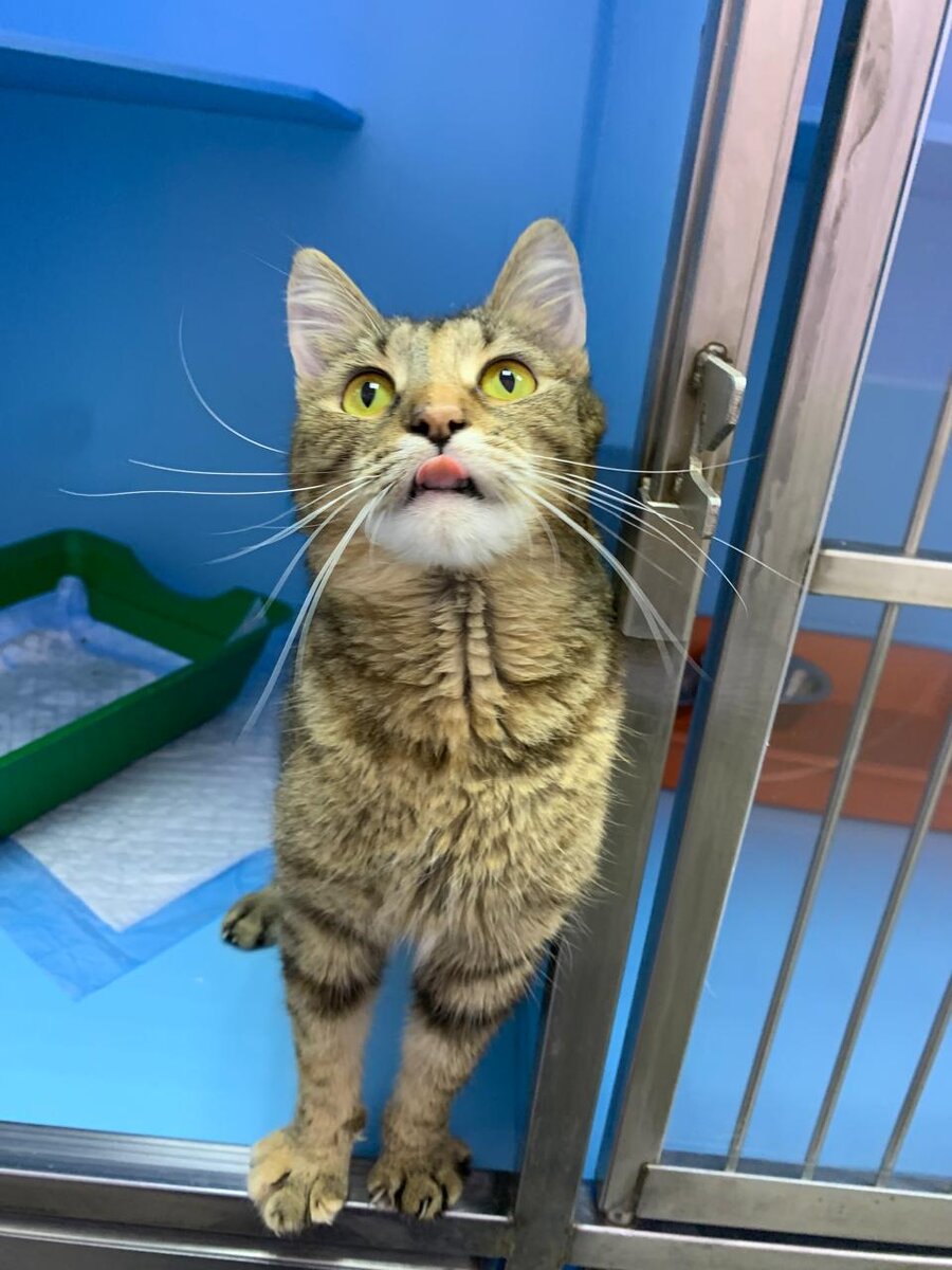 Довольная морда. Как заставить кошку проглотить таблетку. Мягкая лапка кот в сапогах. Кис кис иди сюда. Киса идет.