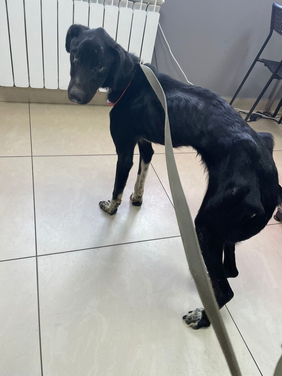 В таком состоянии Скай приехал в Плотаву