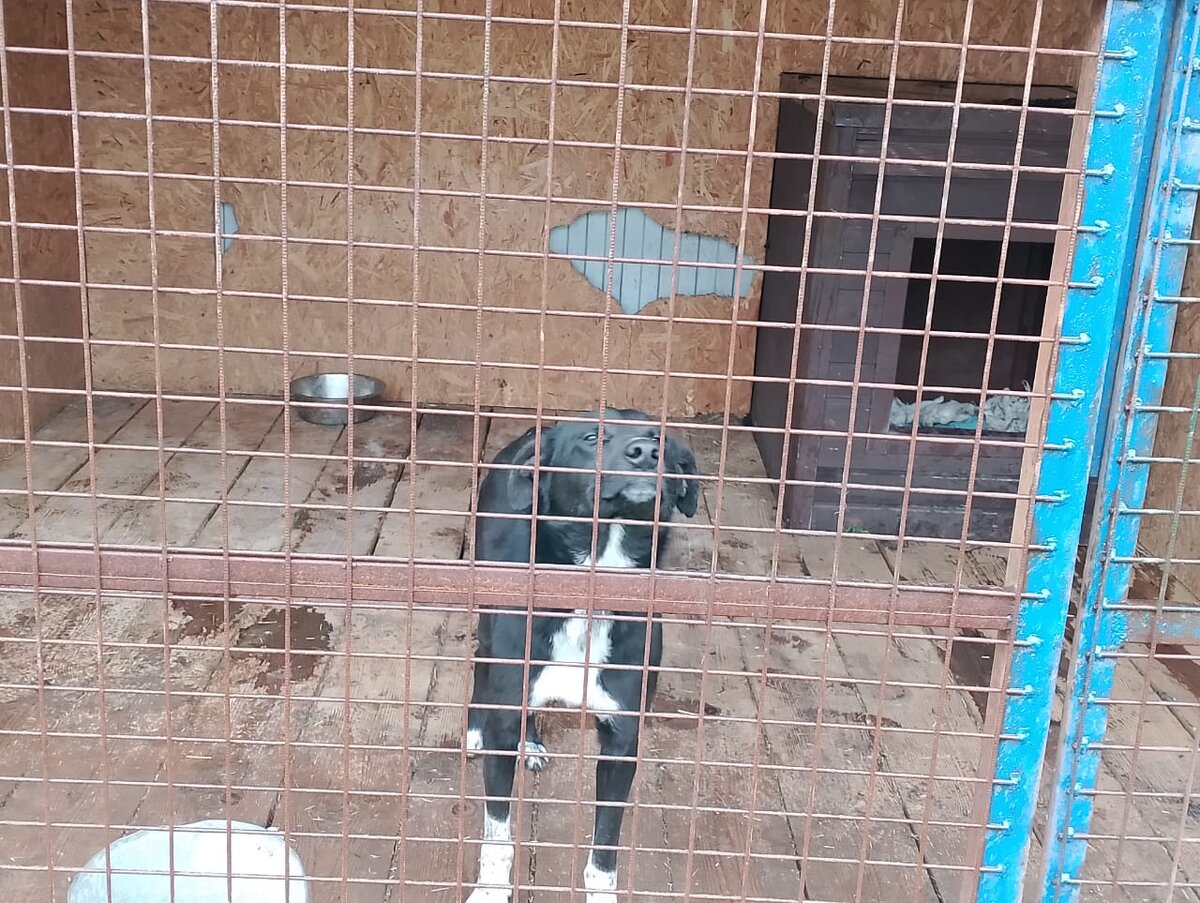 Довольная морда)