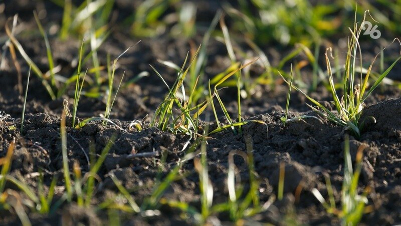      Фото: ИА «Победа26»