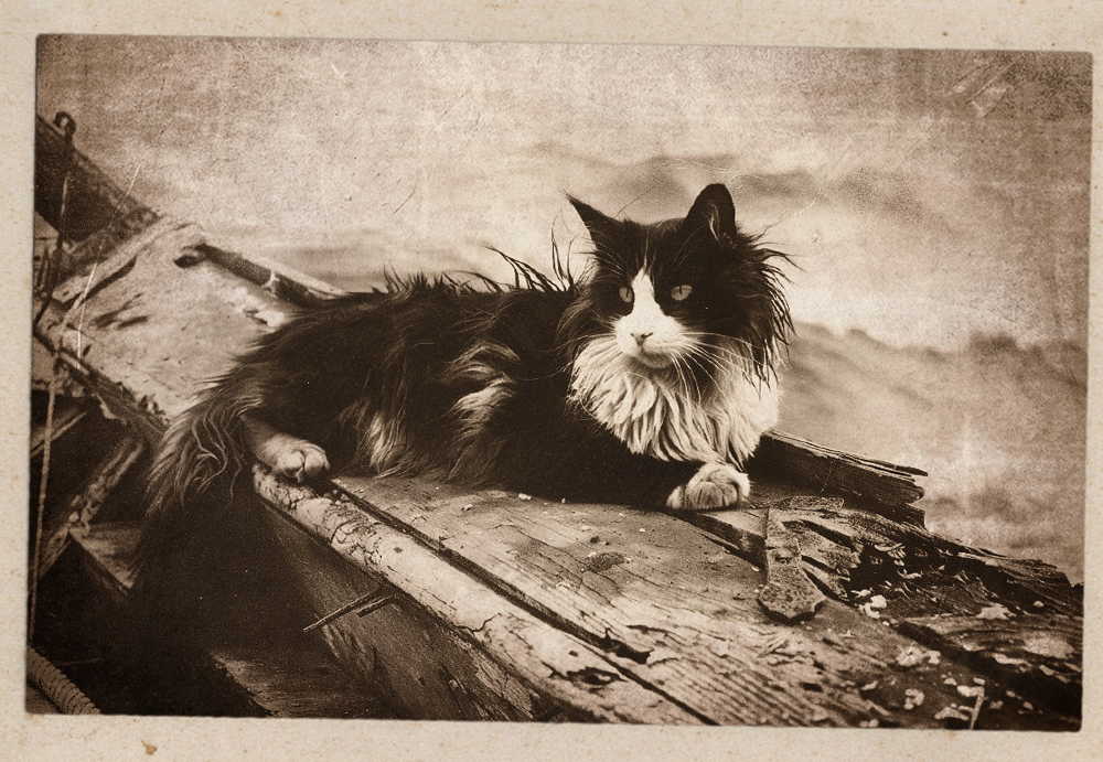 Гибель линкора "Бисмарк" и первое чудесное спасение Сэма  / Изображение: AlphaPet