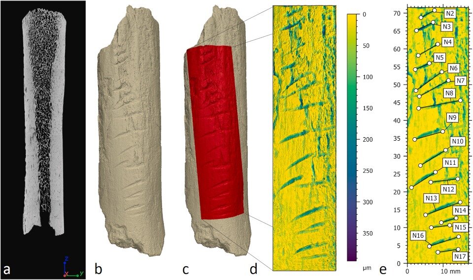  Tomasz Płonka et al. / Journal of Archaeological Science, 2024