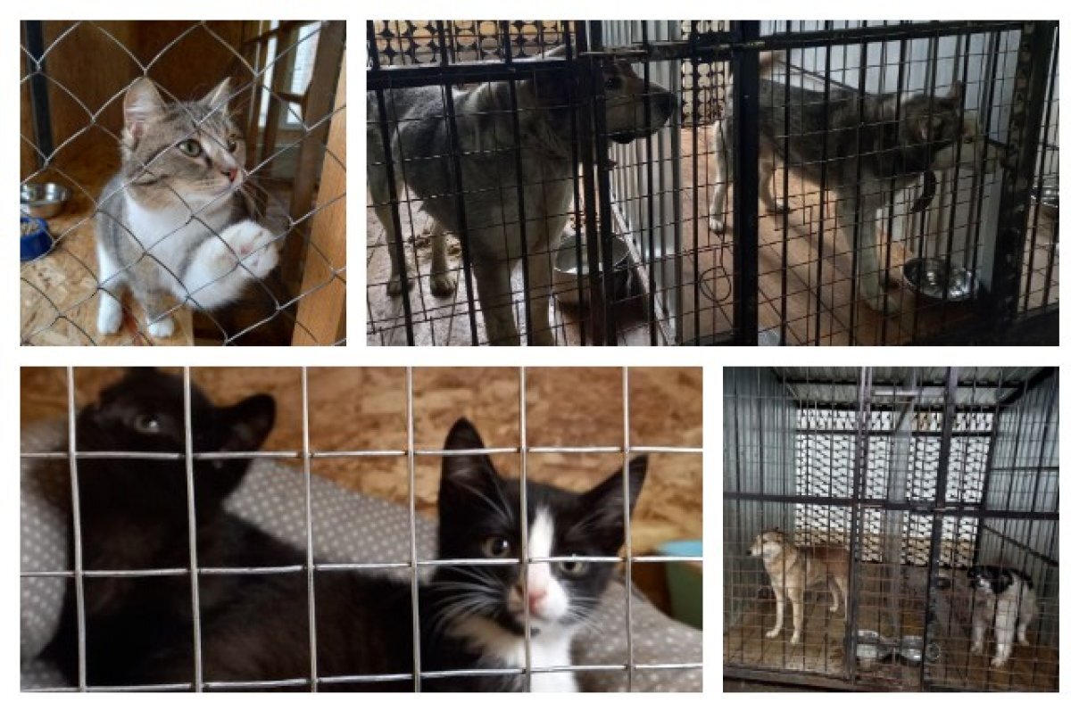    Более 40 собак и 20 кошек эвакуированы в ишимский приют из зон подтопления