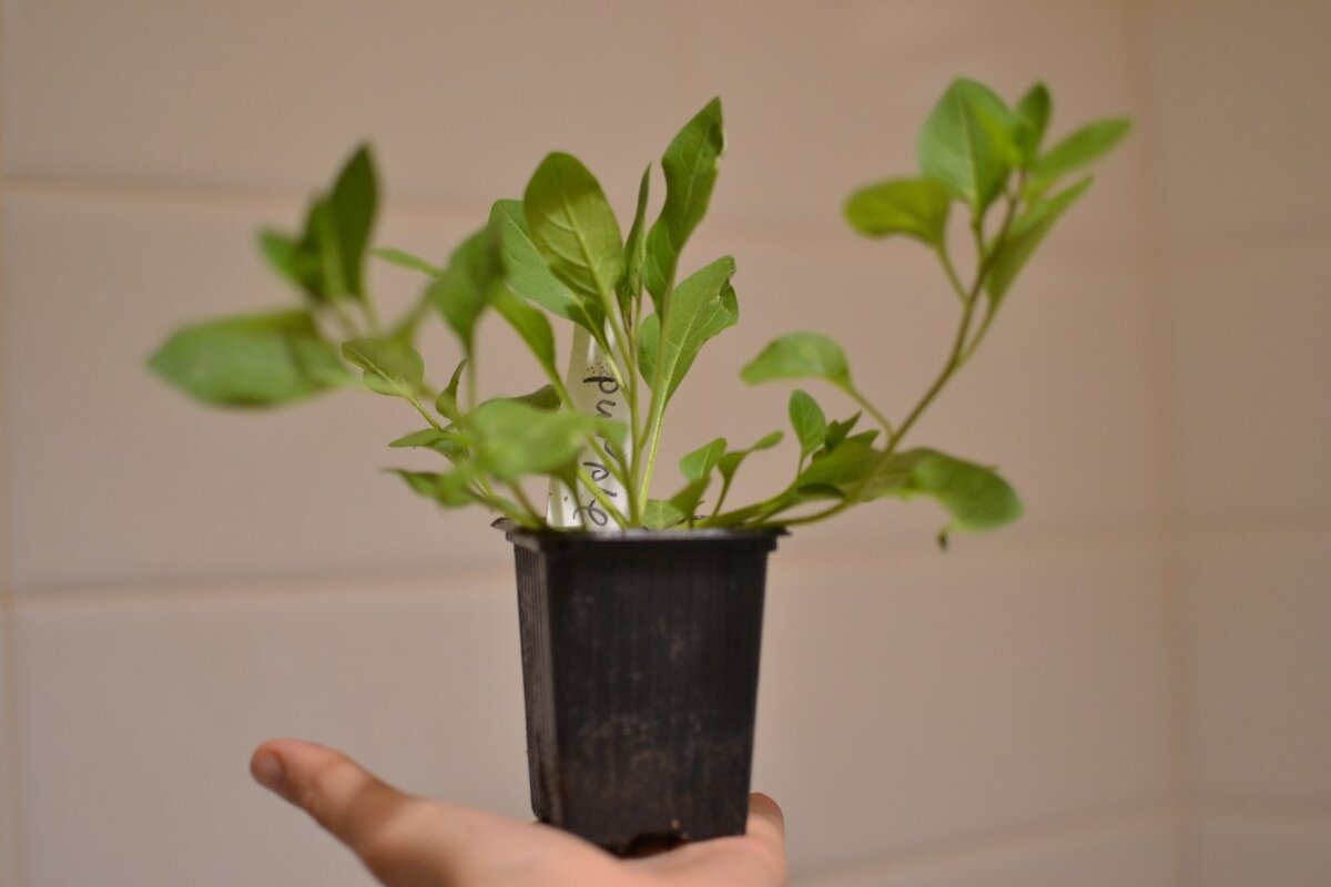 Мощные боковые побеги петунии Тайдал вейв