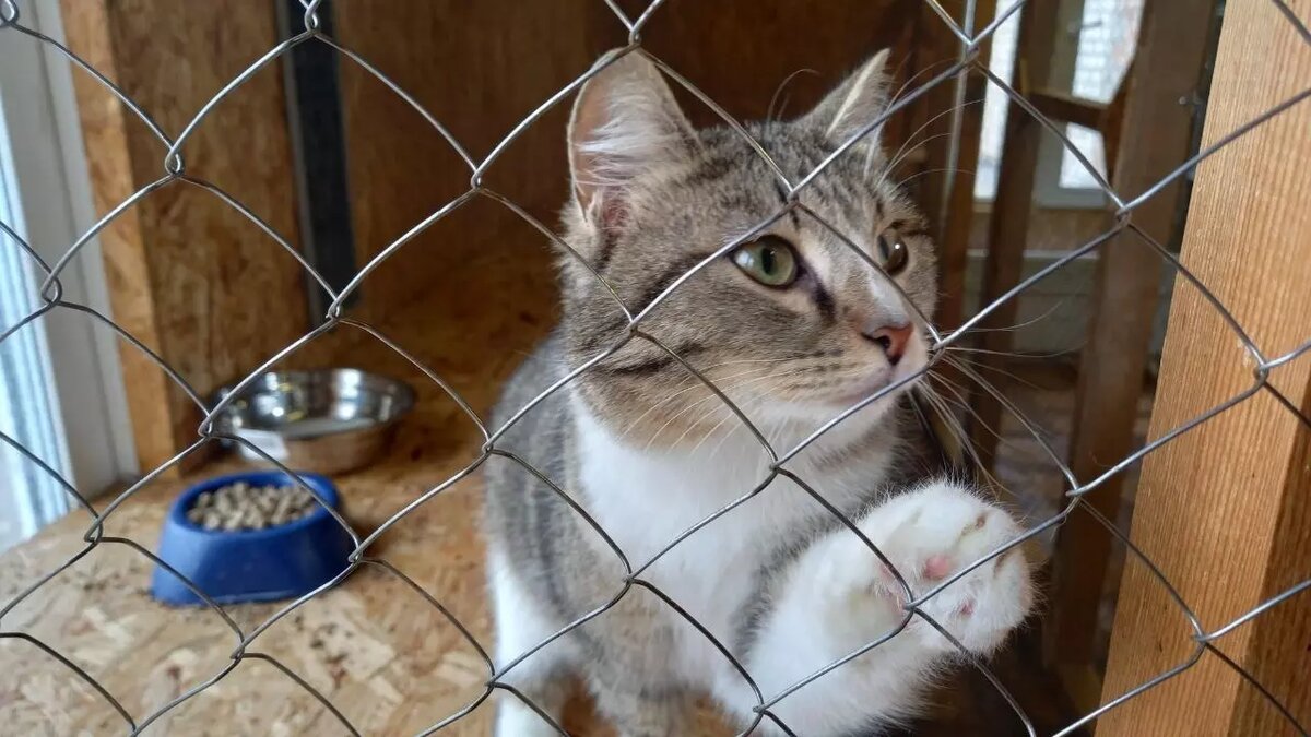     Источник: Информцентр Правительства