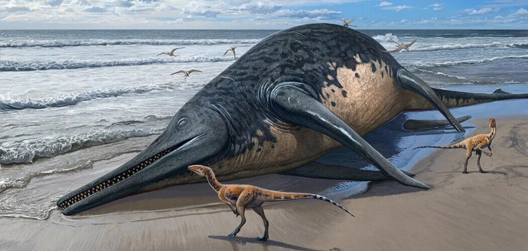 Ichthyotitan severnensis, выброшенный на берег Изображение: © Sergey Krasovskiy