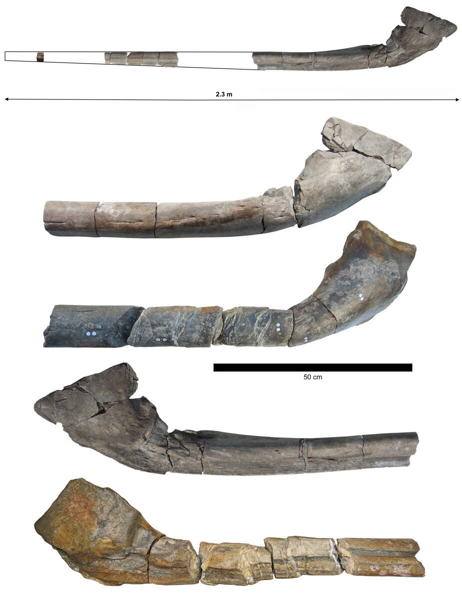 После изучения кости нового вида ихтиозавра планируют выставить в Бристольском музееФото: © PLoS