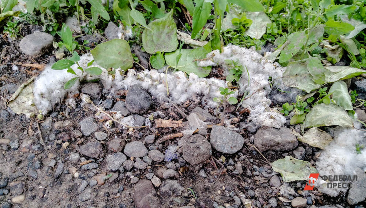 Тополиный пух на самом деле не может вызвать аллергию.  Фото: Фото: ФедералПресс / Елена Майорова