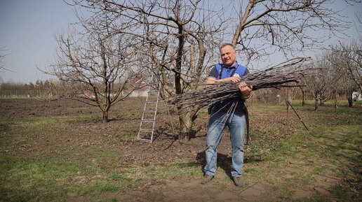 Секреты успешной обрезки волчков: шаг за шагом! Правильная обрезка волчков от А до Я