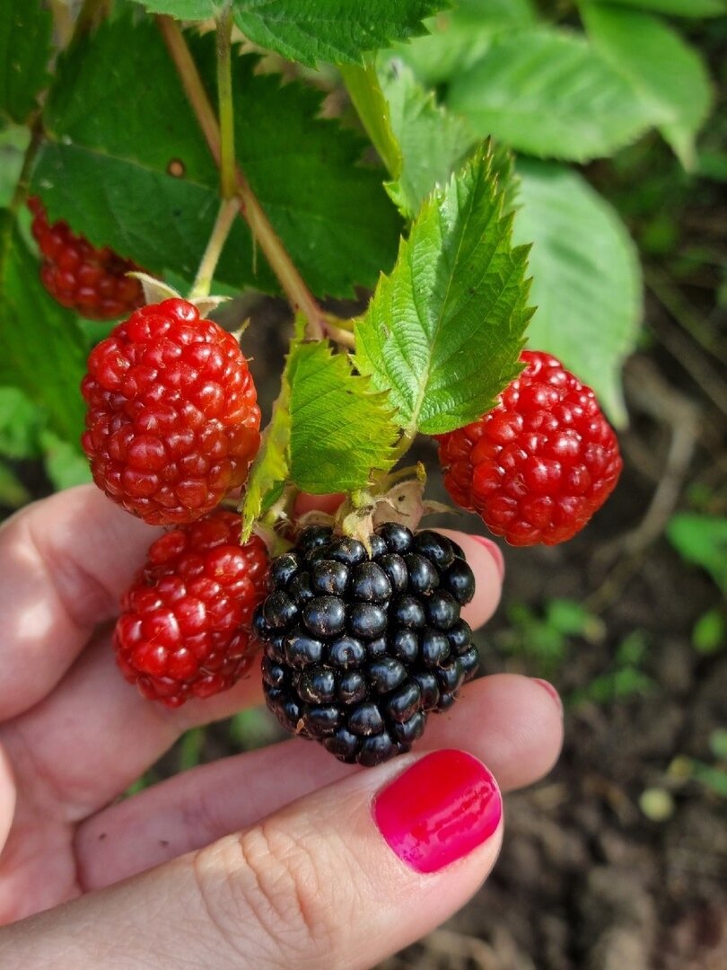 Самое яркое фото моей ежевики