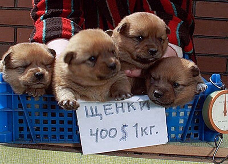 Фото из галереи Яндекса