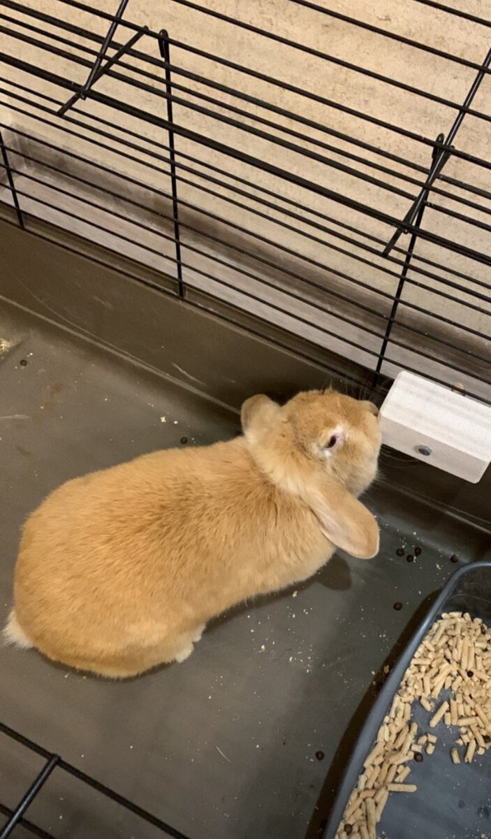 Кролики очень любят камень 👆