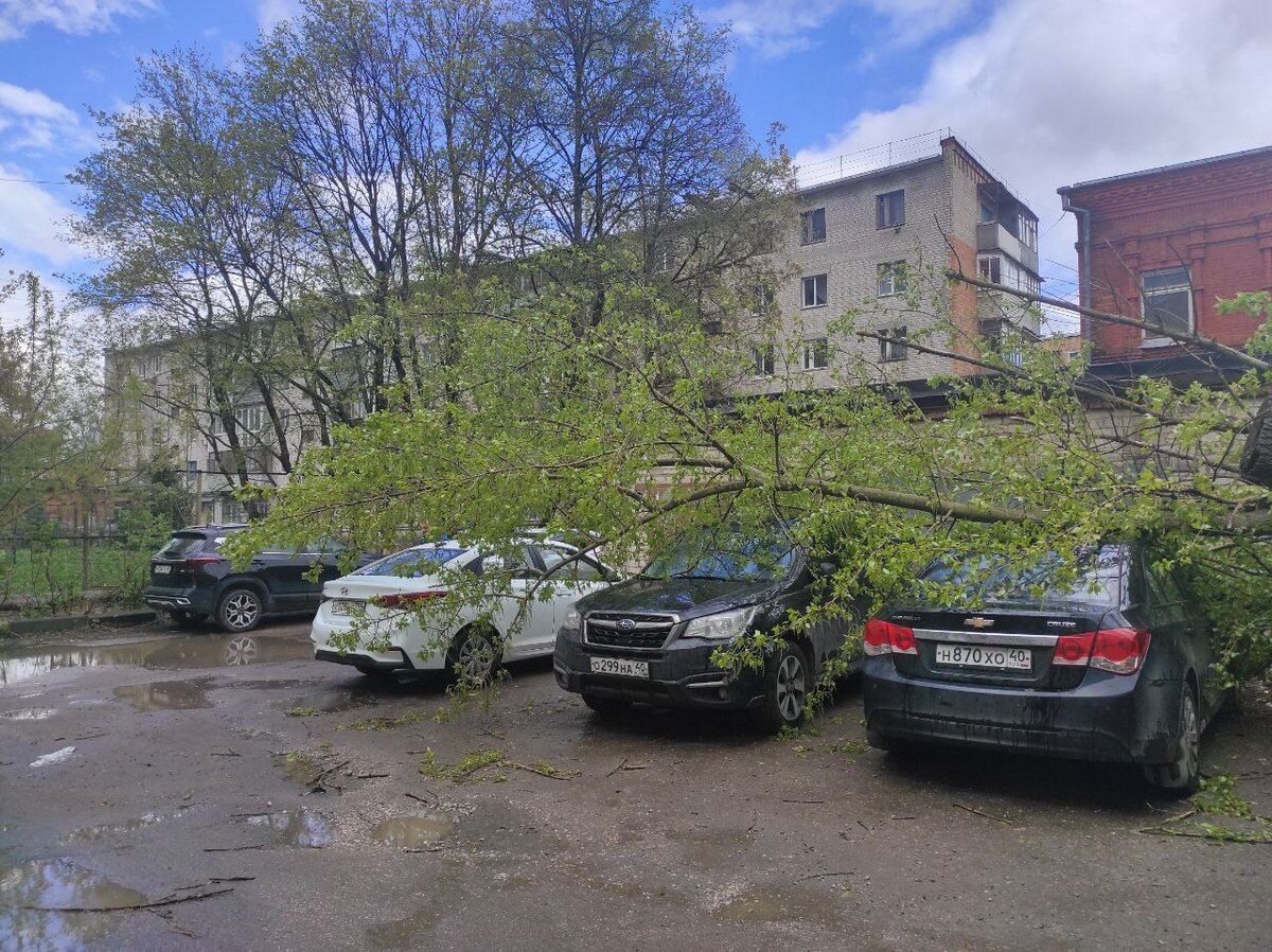 В преддверии шторма в Калуге начали падать деревья и столбы | «Калужские  новости» | Дзен