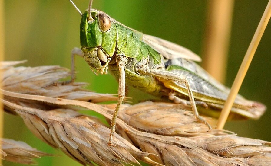 Фото: Pixabay.com