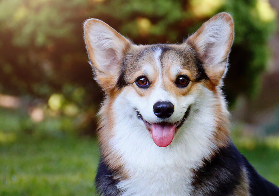 Corgi pembroke puppy Вельш корги пемброк щенок © Telman Haus