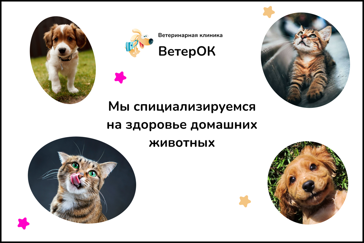 #ВетерокВет #вашветеринар #ветеринария #домашниеживотные #кошка #собака #ветклиника #москва 