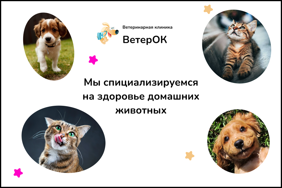 Заботитесь о здоровье своего питомца? | Ветеринарная клиника 