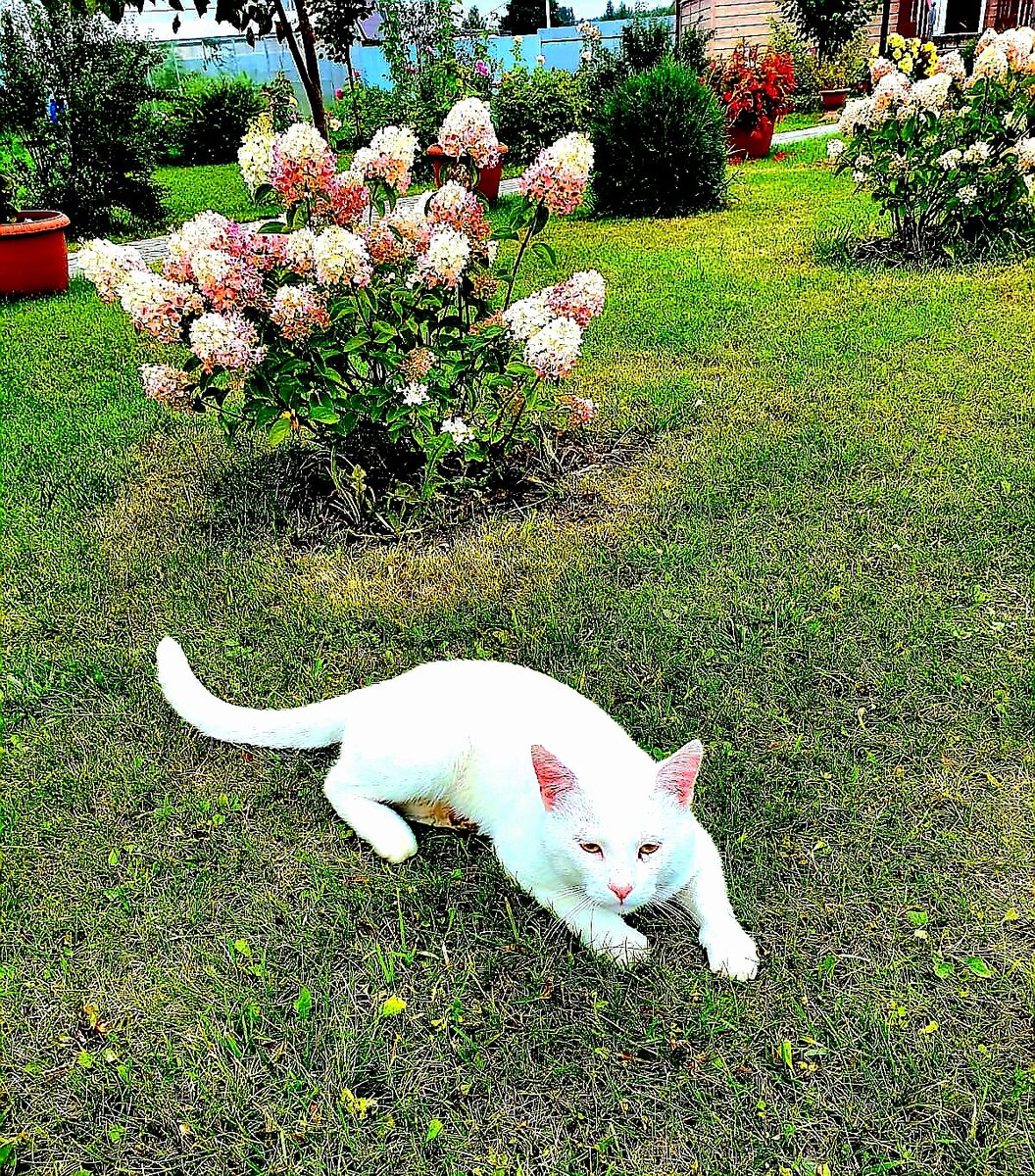 Кот Тимоха.