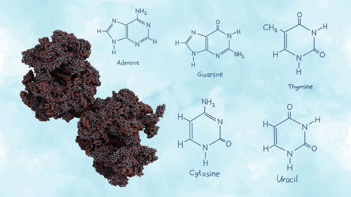 Азотистые основания и рибосома (структура, осуществляющая сборку новых белков).
