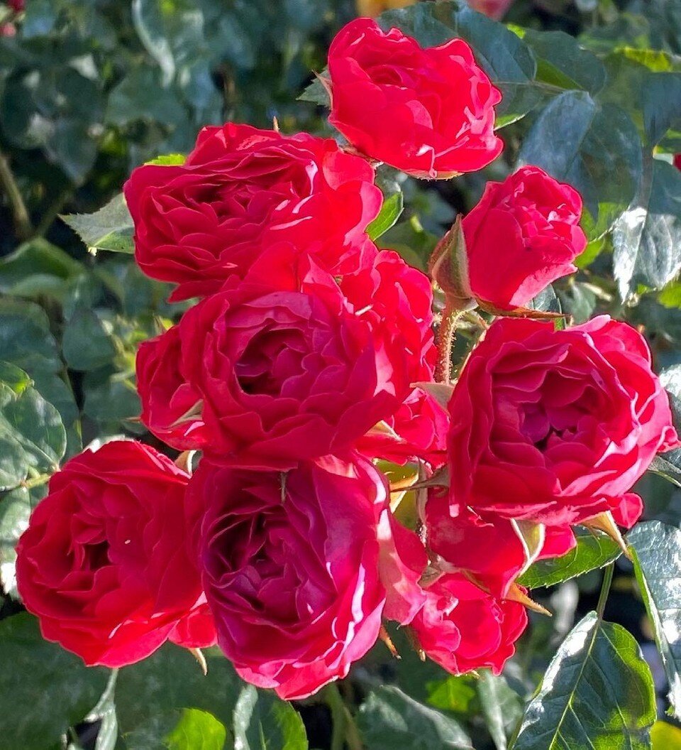    Соцсети блогера ma_c78