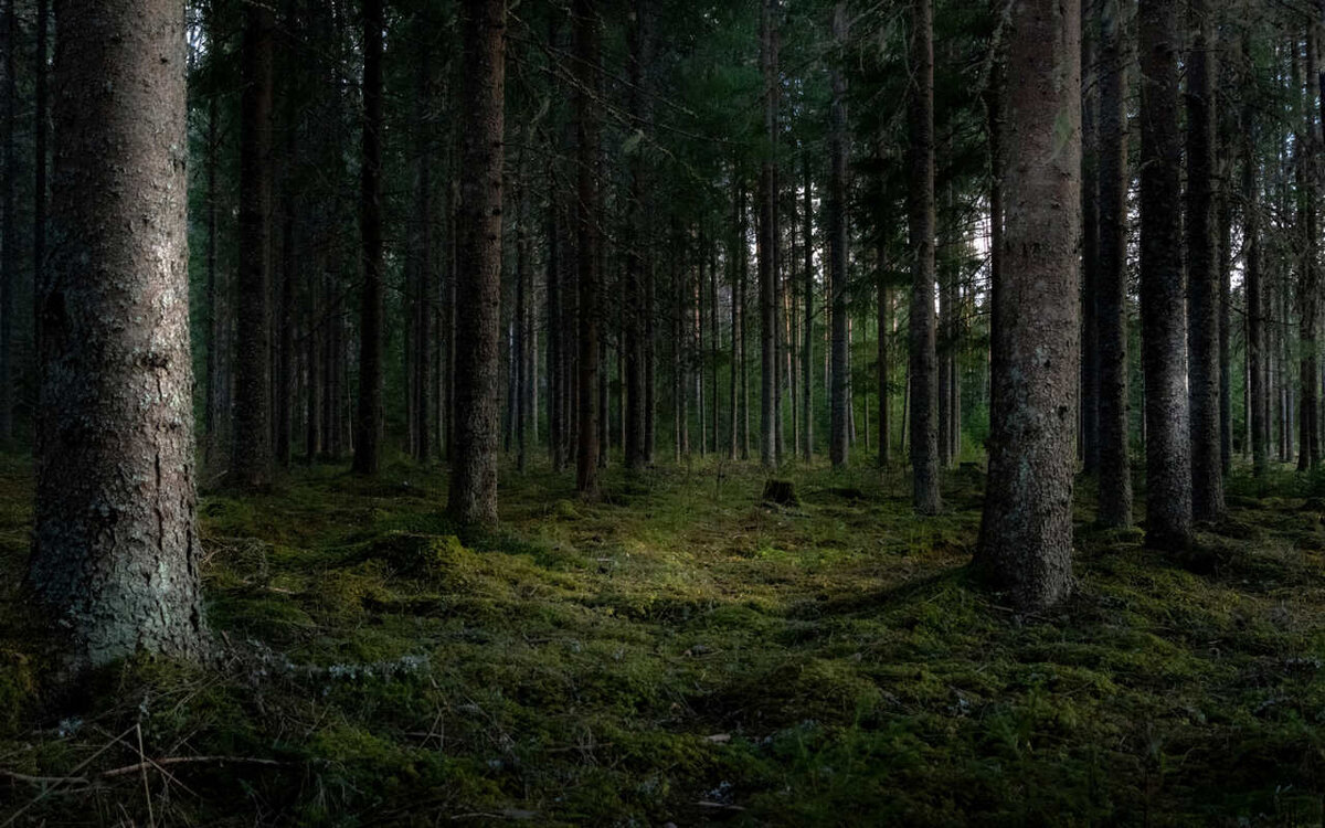    Воронежские таможенники выявили контрабанду леса на 2 млн рублей Фото от wirestock на Freepik