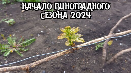 Апрель 2024. Текущие работы на винограднике. Шпалера.