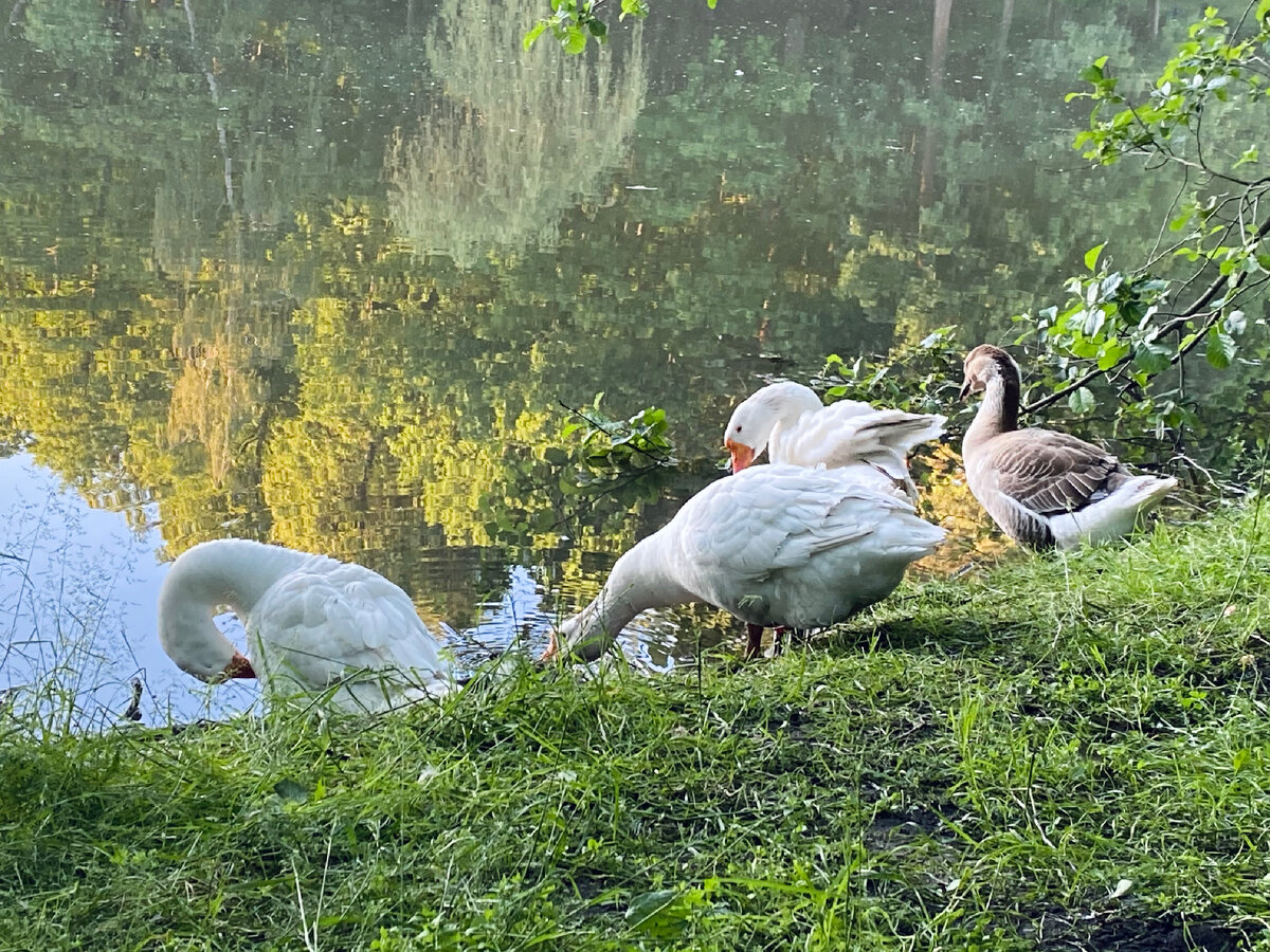 Фото про прекрасных лебедей 🦢 в которых обычно превращаются молодые утята.