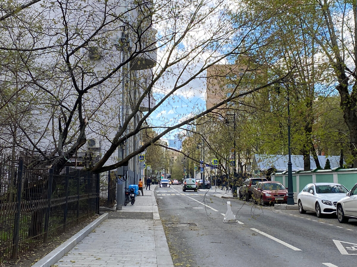 МИД и упавшее дерево. Гагаринский переулок. Москва