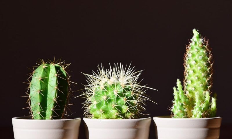 Фото pixabay.com