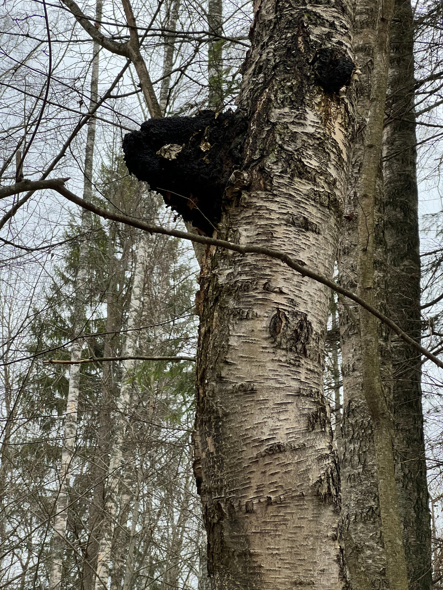Последняя чага в ближнем лесу, но растет высоко. Надо брать лестницу.